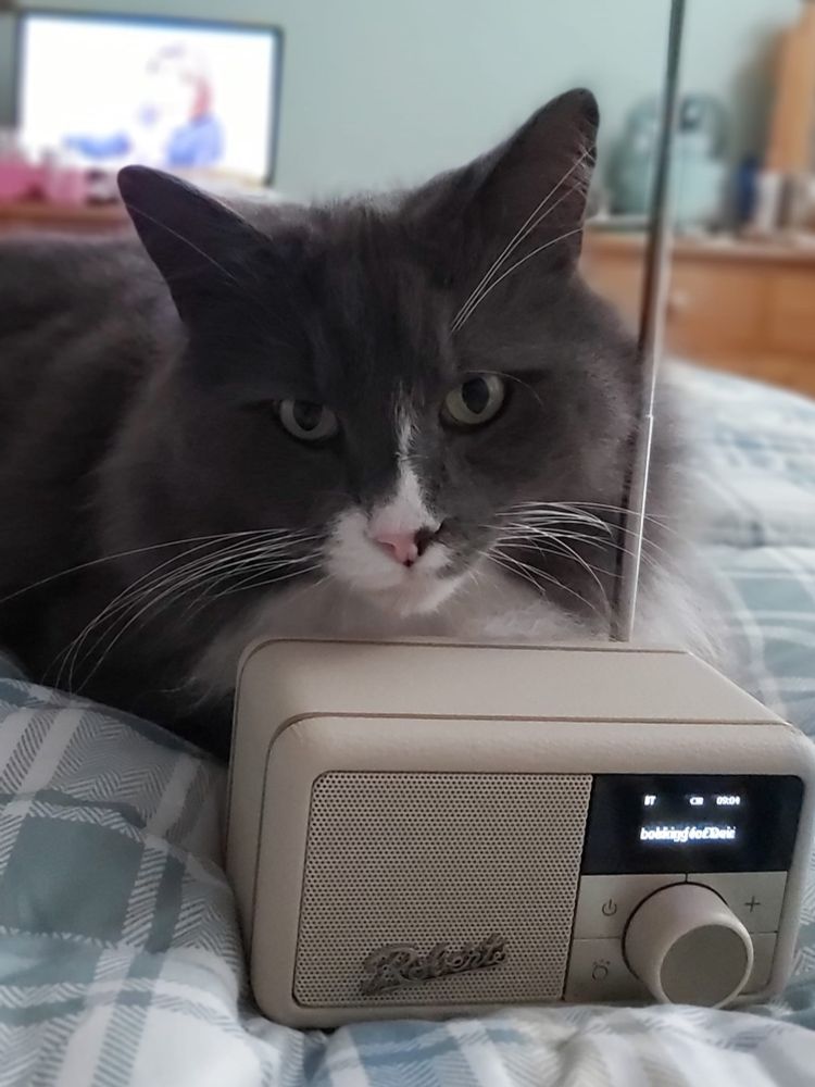 Grey and white cat resting his chin on a small Roberts radio, lying on a green plaid check duvet 
