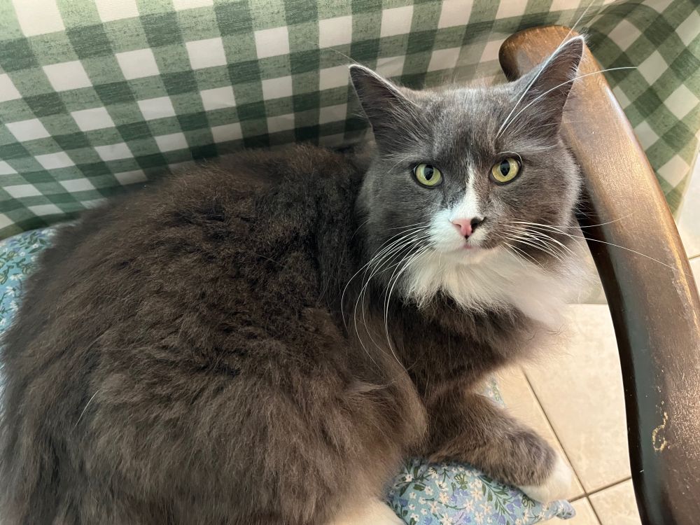 Grey and white cat on a wooden chair with a blue cushion and a green and white checked tablecloth behind him 