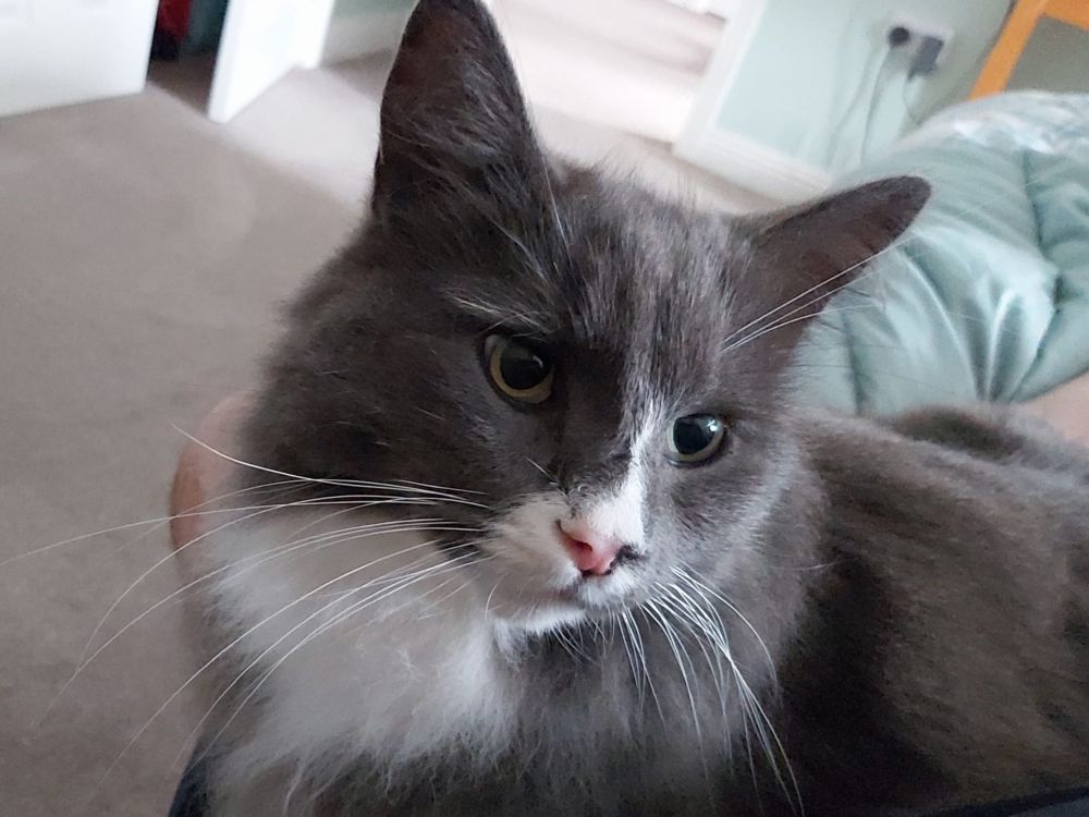 Grey and white cat lying on a green quilt