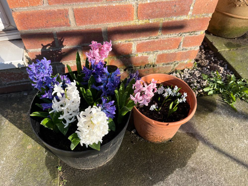 Pink white and blue hyacinths in a grey pot, Russian snowdrops in a smaller terracotta coloured pot on a grey patio