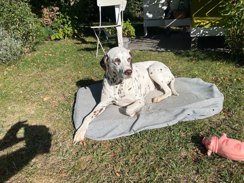 Dalmatiner Nero liegt auf einer grauen Decke im garten 
