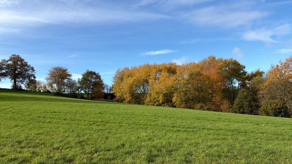 Eine grüne Wiese mit herbstlichen Bäumen am Rand unter blauem Himmel 