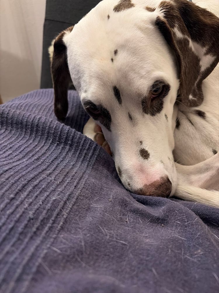 Das Gesicht von Dalmatiner Nero 