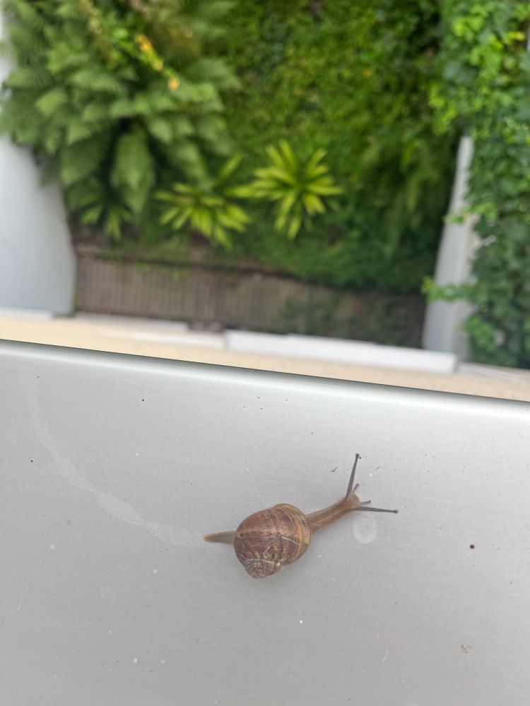 Eine junge Weinbergschnecke auf einer Fensterbank im ersten Stock