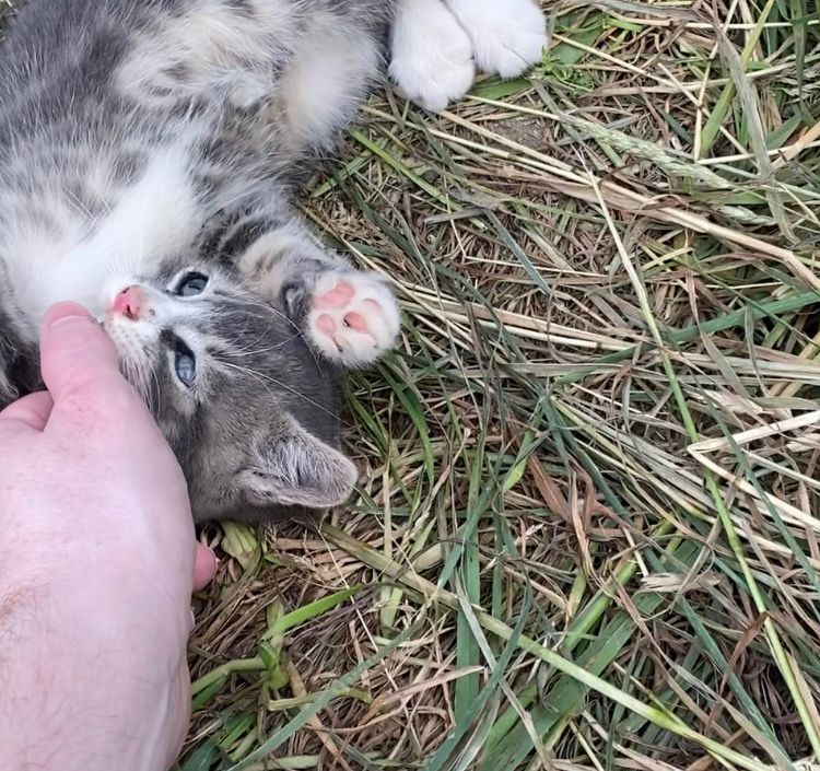 the first meeting. max’s eyes were still blue but he rolled around and gave kisses.