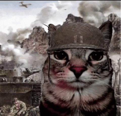 cat with war helmet in war scenario meme