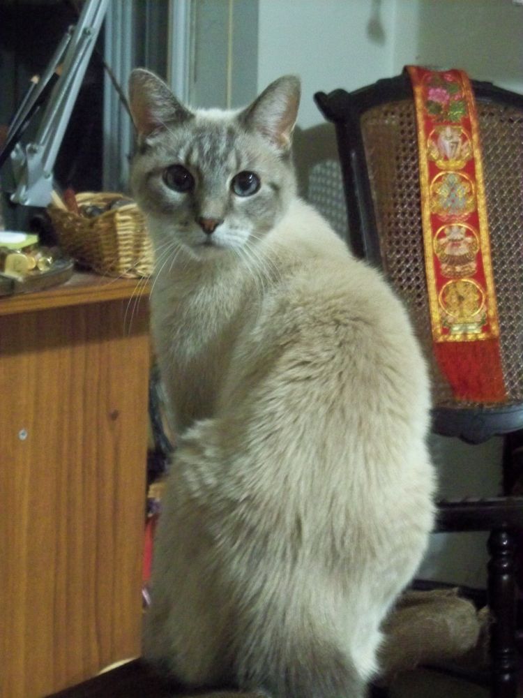 Our cat Tashi looking over his shoulder at me with a startled expression on his face