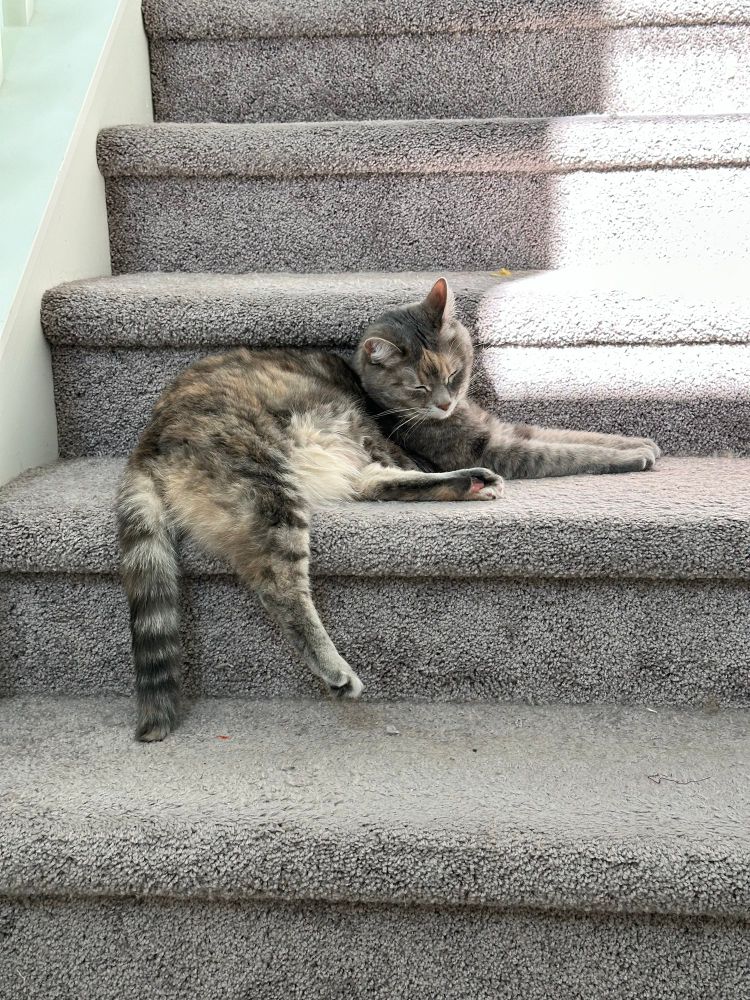 Diluted tortoiseshell/tabby cat sitting on a stair next to a sunbeam, her back foot dangling off