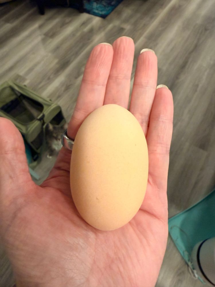 A white person's hand, holding a large egg that is strangely elongated compared to the normal size and shape of an egg. Both sides appear to be the same size rather than the small and larger ends of a usual egg. One must wonder about the hen that laid it. 