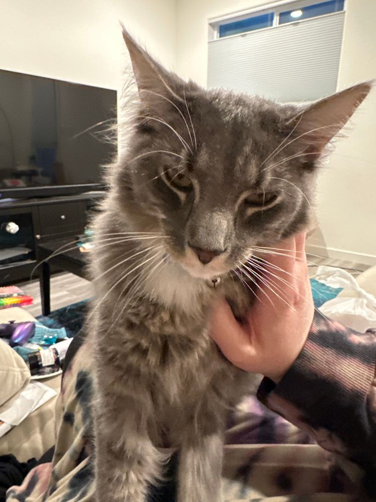 A kitten with long gray and white fur, with a people hand on him. Not visible but maybe equally as important is the amount of drool he has produced in the amount of time it has taken me to write this alt text. 