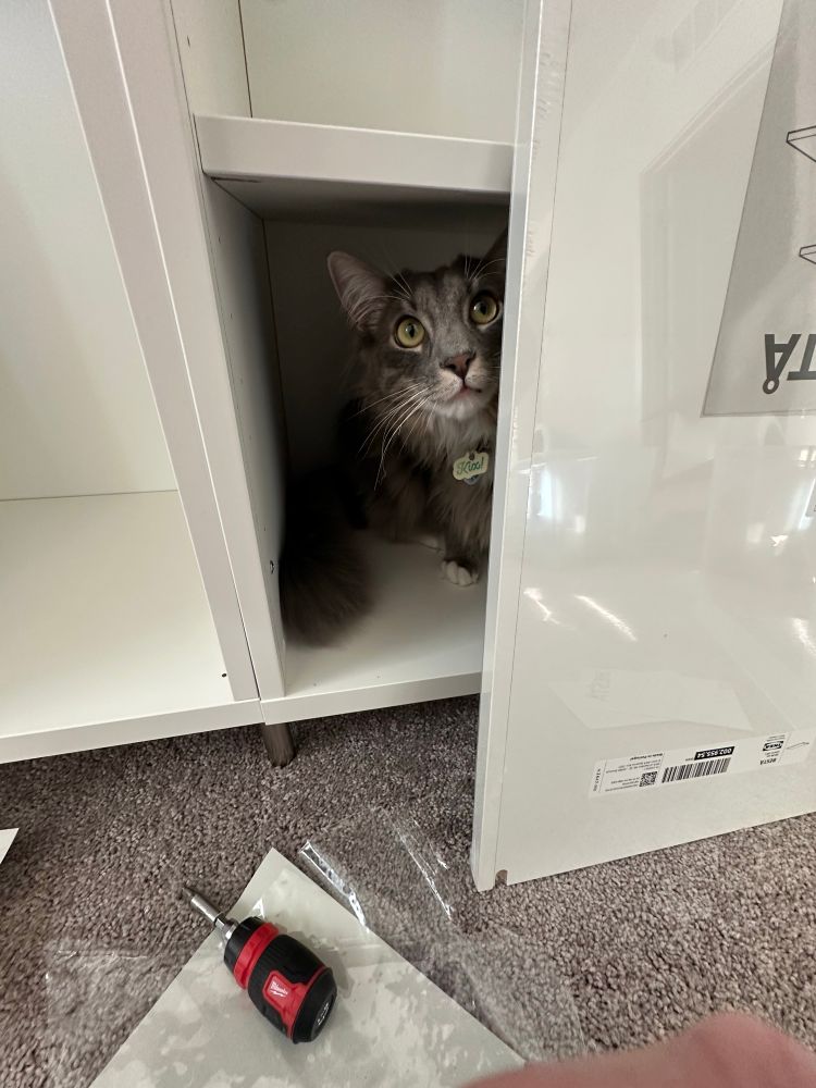 Grey cat with poofy fur and white feet standing inside an IKEA cabinet. He's peeking around a white shelf leaning against the cabinet, still wrapped in its cellophane. 