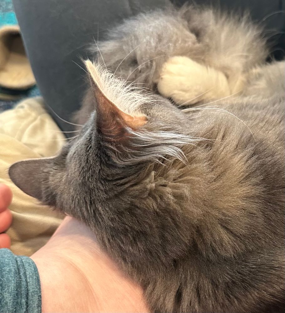 Fluffy gray cat lying on a white person's foot. That's it. 