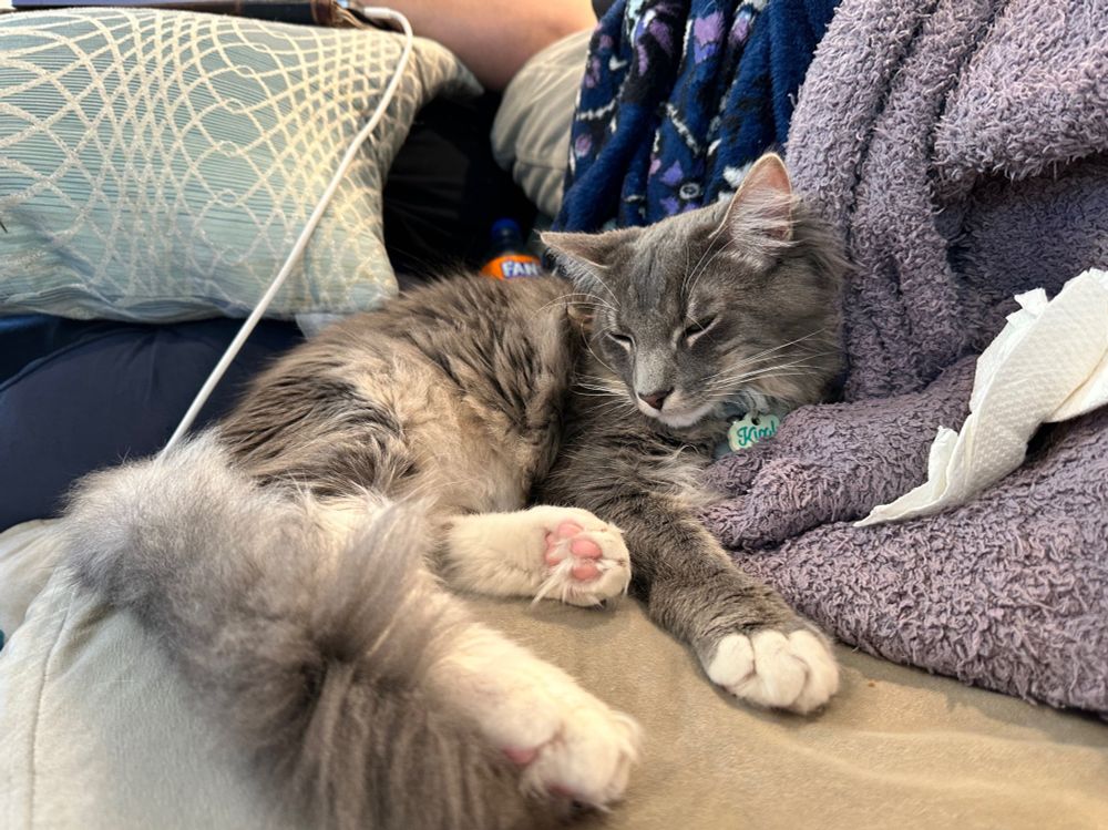 A grey and white older kitten with fluffy fur curled up next to a blanket, pink toe beans fully exposed