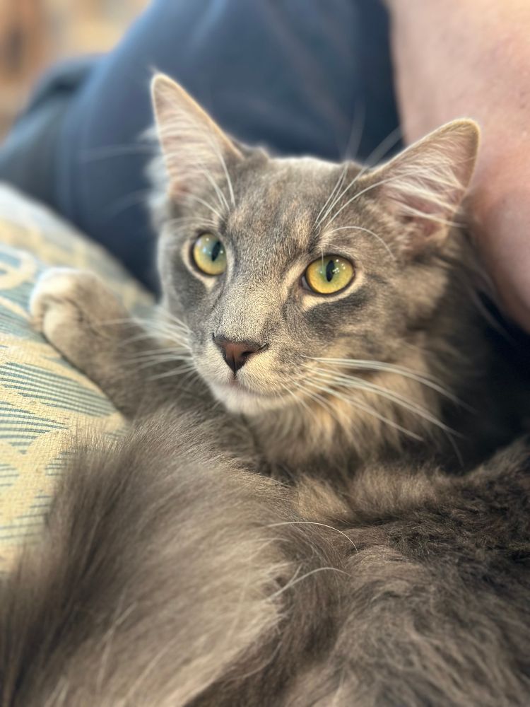 A gray fluffy kitten who has yellow/green eyes, with his white-tipped paws on a blue and cream pillow. 