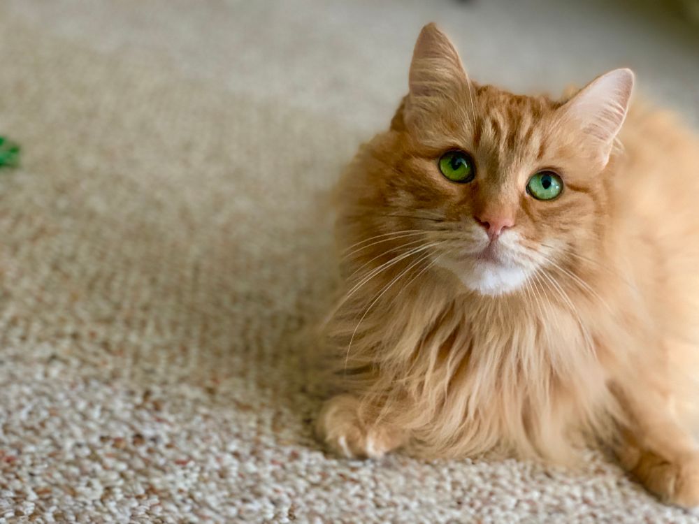 A fluffy orange cat with very green eyes and a white chin looks up 