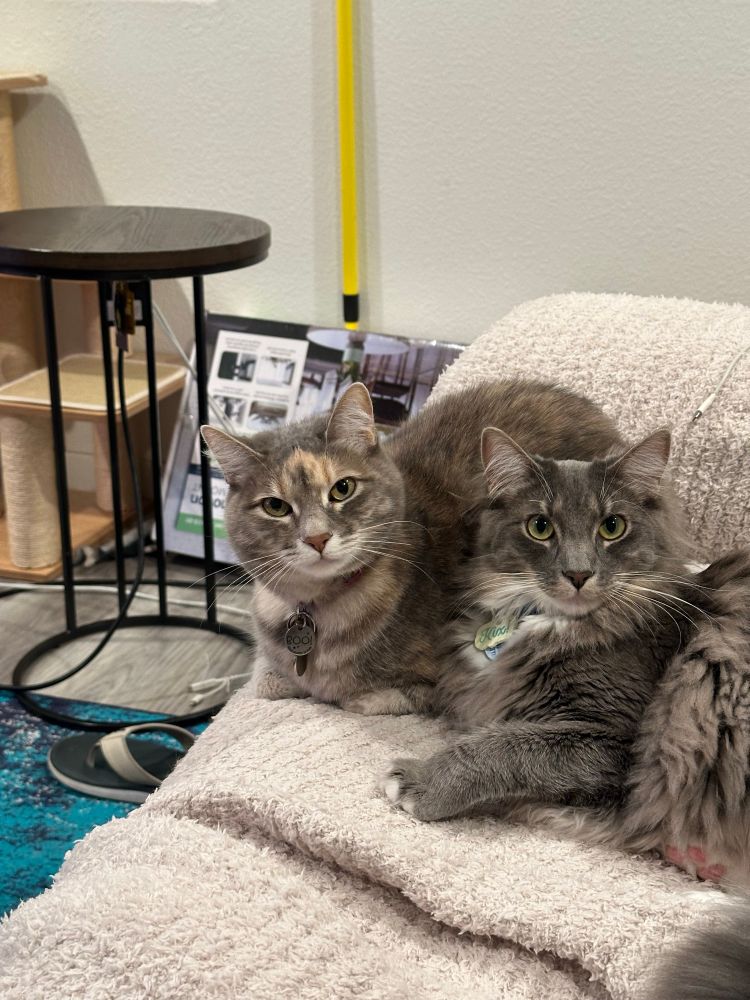 A dilute tortoiseshell cat and a gray fluffy cat are looking at the camera, in the photographer's direction, with great interest. Unsure of their plans for me but they definitely seem to have some.