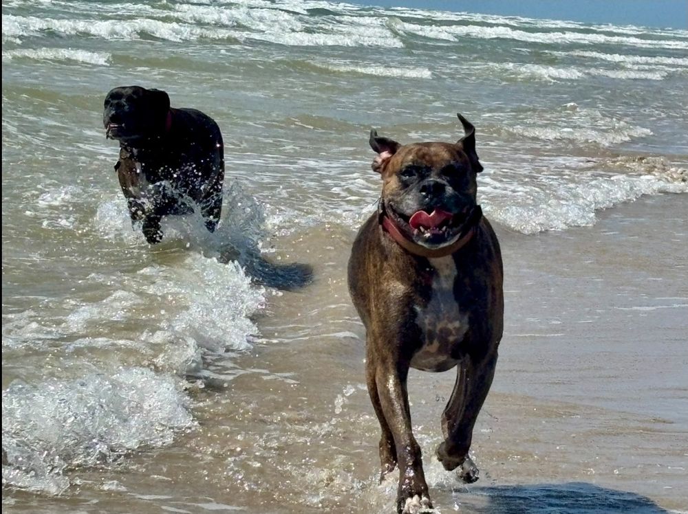 Two dark brindle boxer dogs, running through the ocean. Ears flapping, smiling with joy.