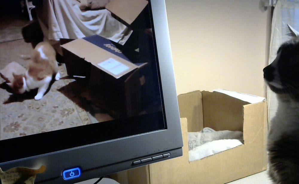 A snowshoe cat named Edwina is sitting on catmom's desk watching as Gonzo plays with paper in a video on catmom's computer screen. (As catmom types this alt text, Edwina, worn out from the spectacle of Gonzo's fun, is lying in her comfy bed behind the monitor.)