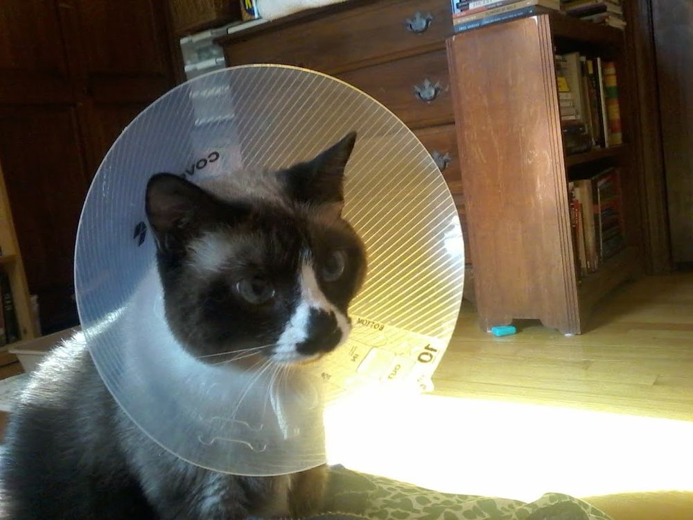 Edwina, a snowshoe cat with distinctive white and brown nose markings that look like a Georgian dumpling, is modeling a plastic Elizabethan collar that prevents her from licking or biting stitches after stomach surgery. (File photo, summer 2022)