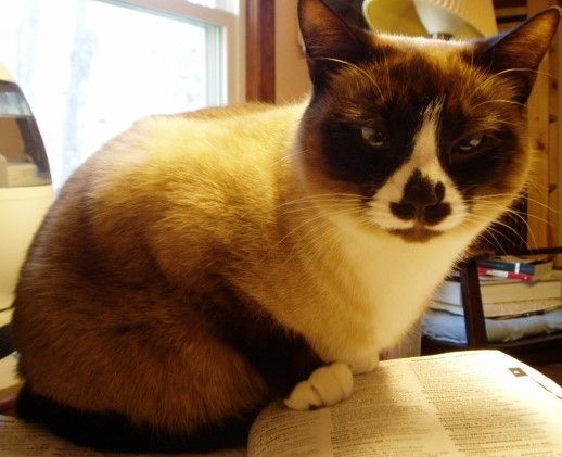 Edwina, a snowshoe point cat, is cream-colored and brown, with a white and brown nose that looks like a Georgian khinkali dumpling. She's a strict translation assistant, seen here in my office, checking a dictionary.