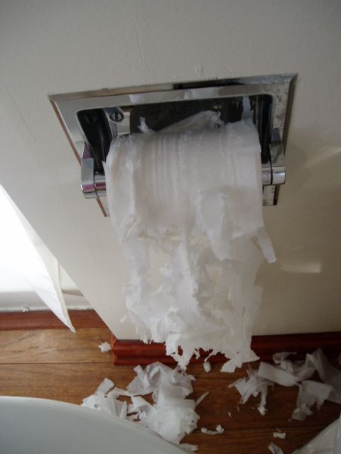 A toilet paper sculpture by the artist Ireland (2013-2025), taken in our bathroom at Ireland's favorite workplace. The sculpture features a toilet paper dispenser with shredded toilet paper hanging from it. There are also small pieces on the floor. 