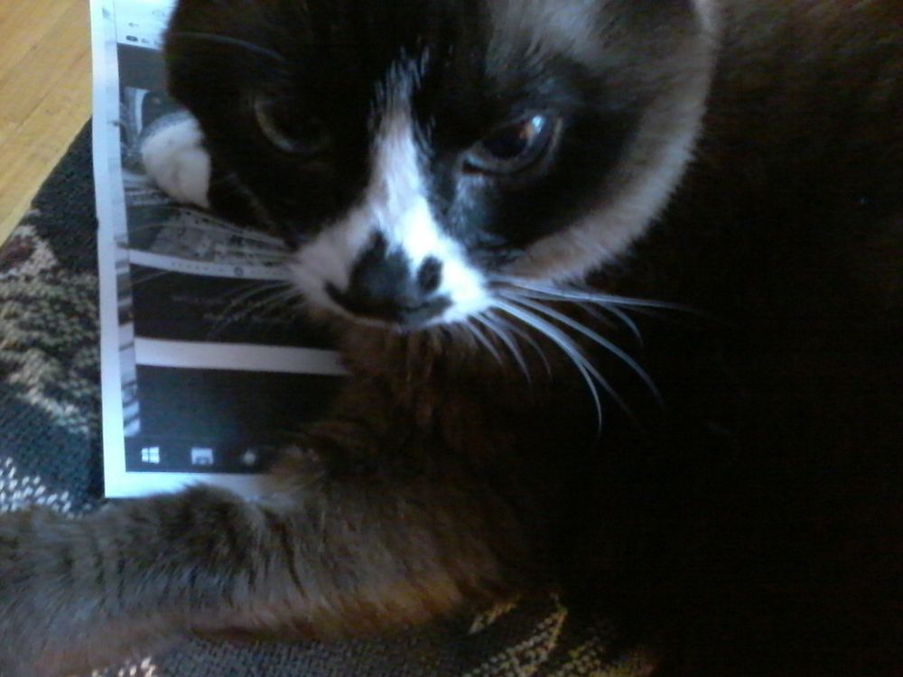 Edwina, a snowshoe cat with a very distinctive nose, is lying on this week's reading assignments for Henry VI, Part 1, which she reads with me every evening. We both thank christina500 for organizing our Shakespeare readings!
