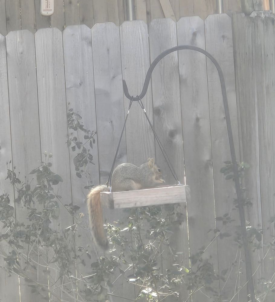 A squirrel helps herself to the sunflower seed buffet on a flat feeder.