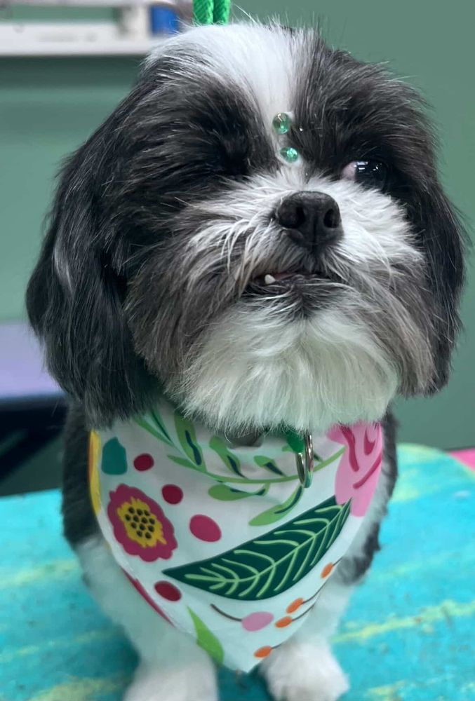 Dog closing one eye looking like a cute dog pirate. Black and white Shih Tzu small dog, flower bandana around neck with green leaves, a white background and pink flowers. The dog has two green gems in the middle of his head. 