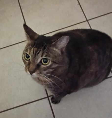 Princess Artemus Shadowsdottir aka Artie aka Artiemoose aka Moosemoose aka Mooselet aka Mooseline aka Amelia Brainfart aka Greta Garfo aka Dodobird #1 aka Royal Snackmaster aka Dummydum aka Porkbelly aka Brisket aka The Rrrrrhombus aka Pootnoodle