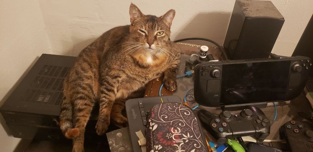 Artemus, the Most Interesting Cat in the World