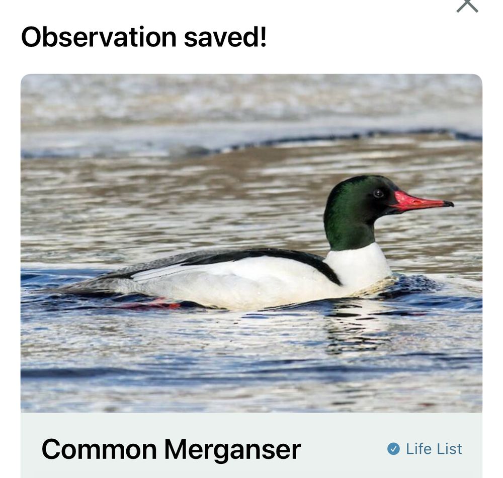 A screenshot from Merlin Bird ID app:
“Observation saved!”
A picture of a pretty, white duck with a gleaming dark green head and striking orange beak, in the water.
“Common Merganser”
“✔️Life List”