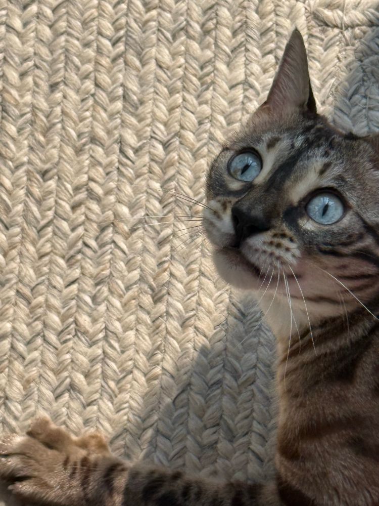 A bengal cat with a goofy tooth grin 