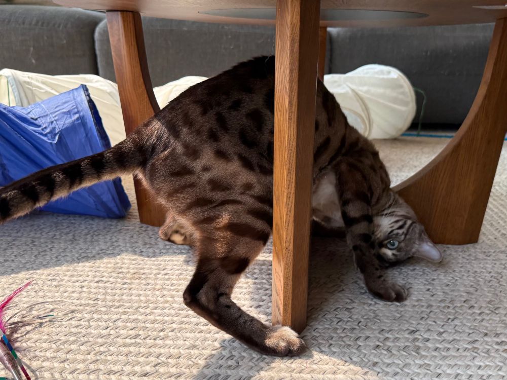 A bengal cat with his butt up and head down under a table 