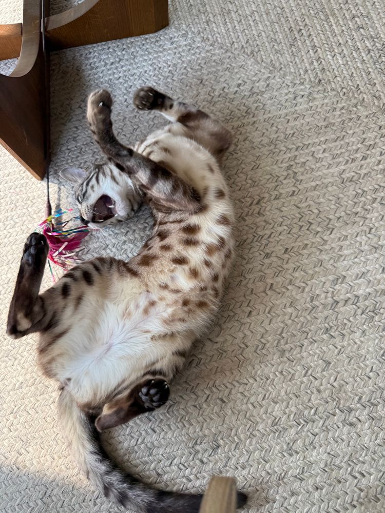 A bengal cat belly up on a carpet trying to grab a cat toy with his mouth. He has a spotty belly and his limbs are flailing 