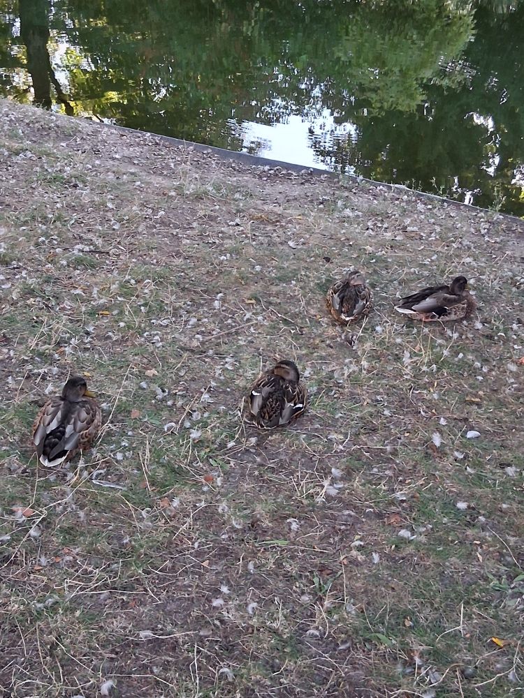 4 ducks in front of a pond