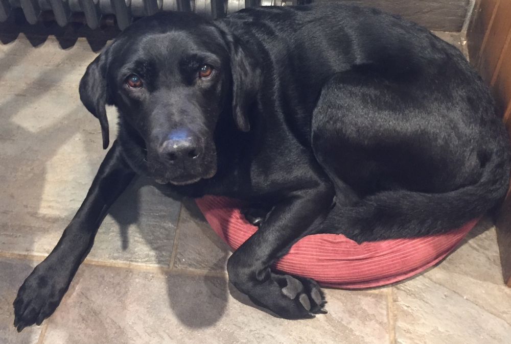 Jake the black Labrador sits on the cats bed 