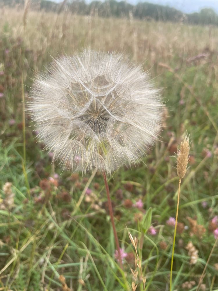 A flowery seed he’d. It looks like a dandelion but the seeds look like a man made dome