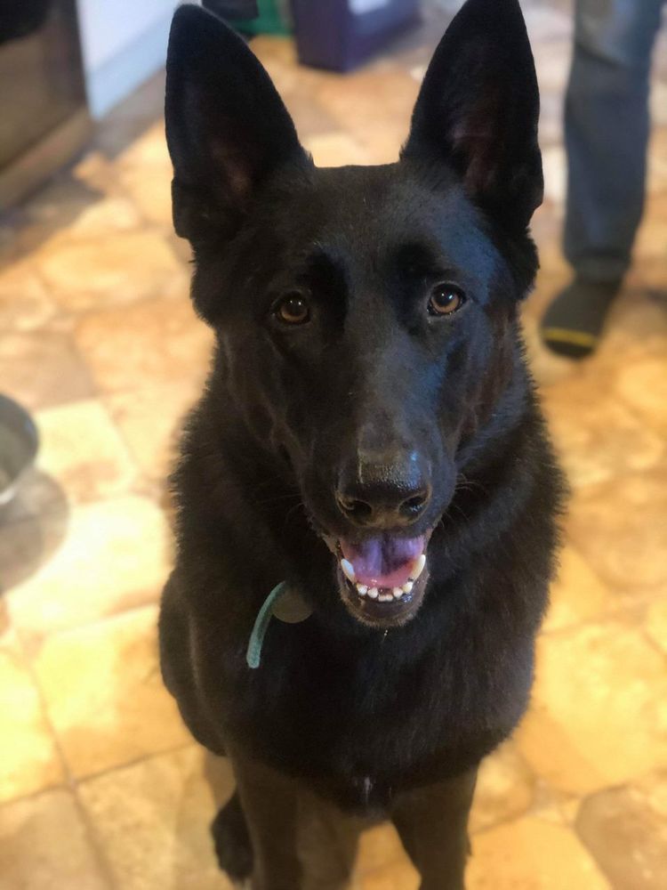 Large black German Shepherd dog looking into camera
