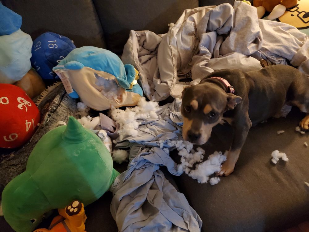 Jo's dog muffin looking very guilty next to a torn open triceratops plush, and it's stuffing scattered all over the couch