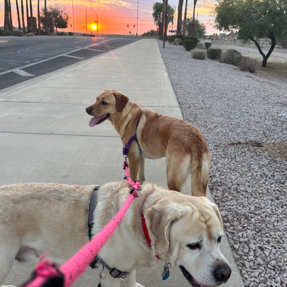 2 yellow labs walking with sunrise in Arizona early morning 