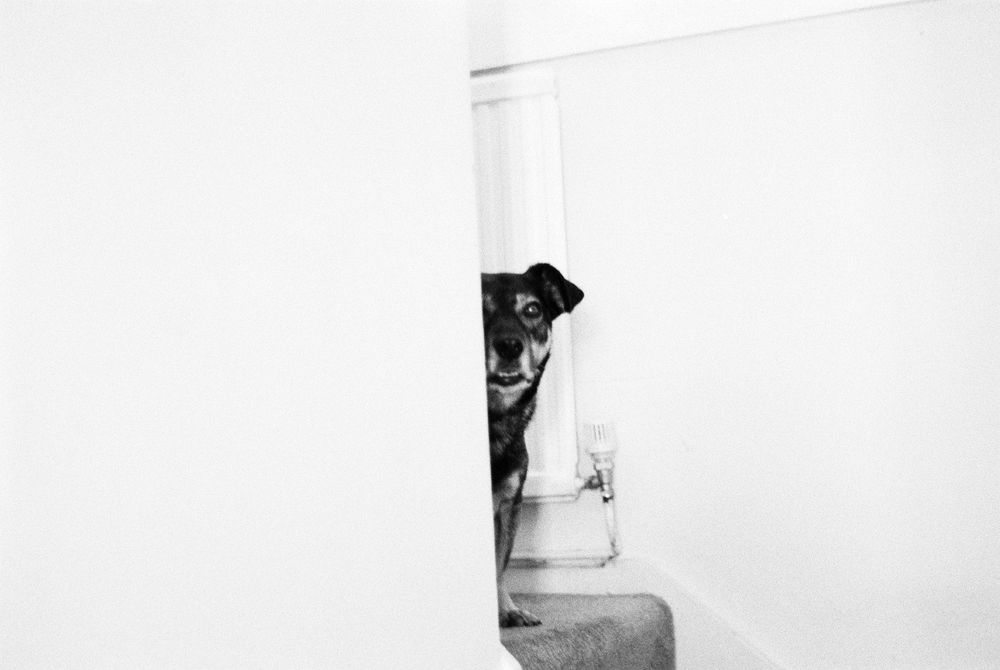 black and white picture of my small dog peeking around a wall 