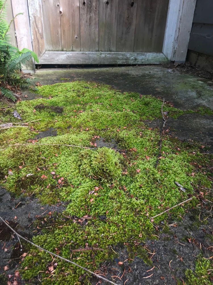 A patch of thick emerald green moss growing on cement in front of a weathered wood door. A fern peeps out from the left. 