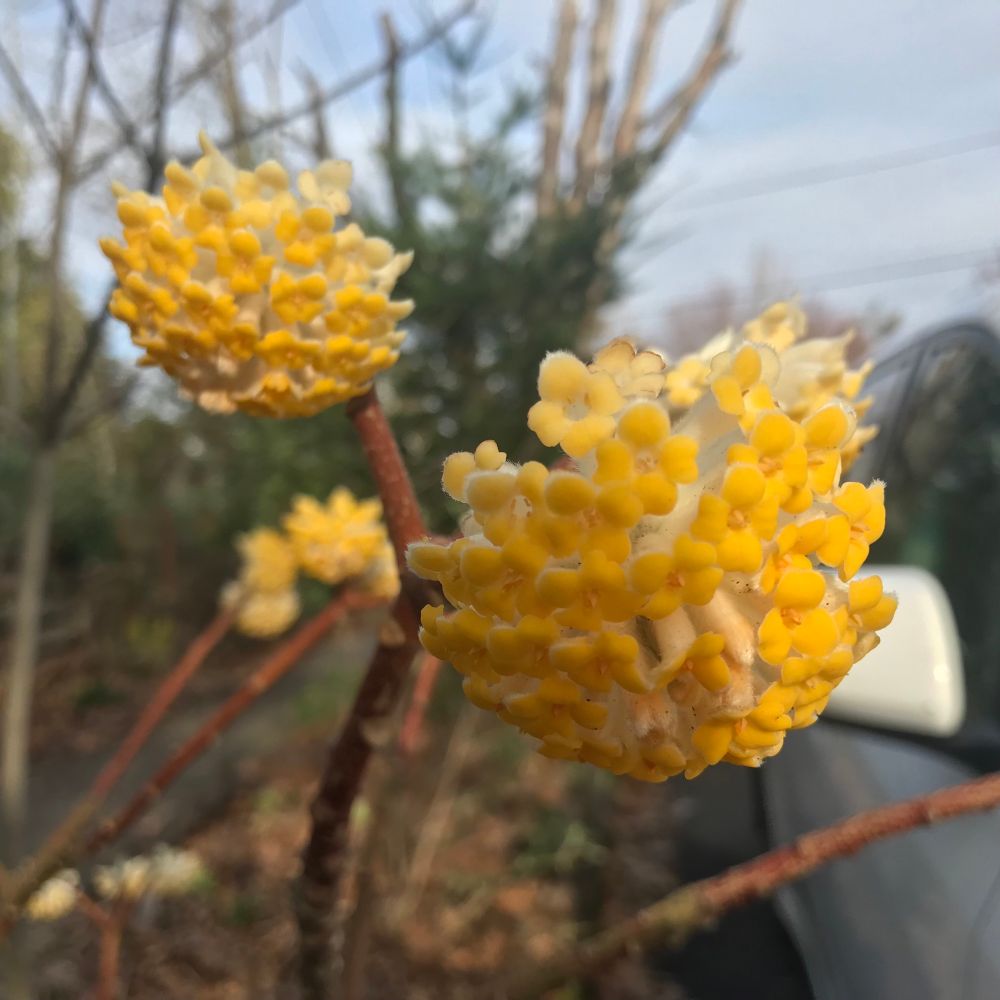 A closeup of two umbel inflorescences in dark bright yellow. 