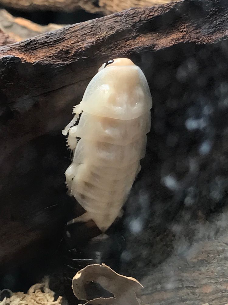 Another angle of the same bug, where you can see the old skin hanging on to his butt. Less cute in this shot; he looks like something Giger would draw. 