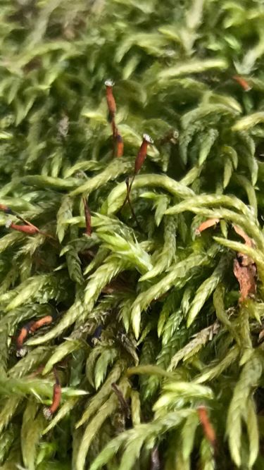 An extreme close up of frondy soft green moss with a few reddish brown sporophytes. 