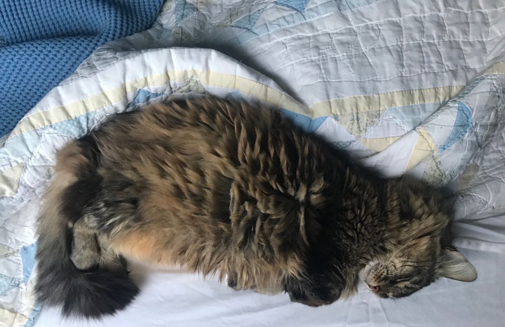 A large and very fluffy tabby Maine coon snoozes on his side, prosh paws all tucked up. The bedding is white and blue and looks crisp. 