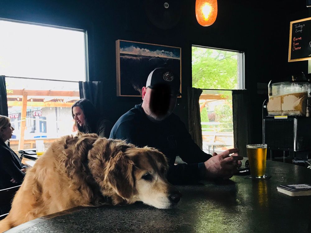 A backlit big golden fuzzy dog leaning with her chin on the bar. Next to her is a white man in a baseball cap with a pint of golden beer. 