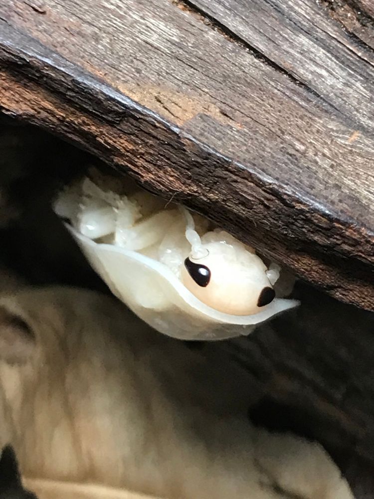 A close up of a cockroach hanging onto a piece of wood. He’s creamy white with dark black eyes and looks pretty cute. 