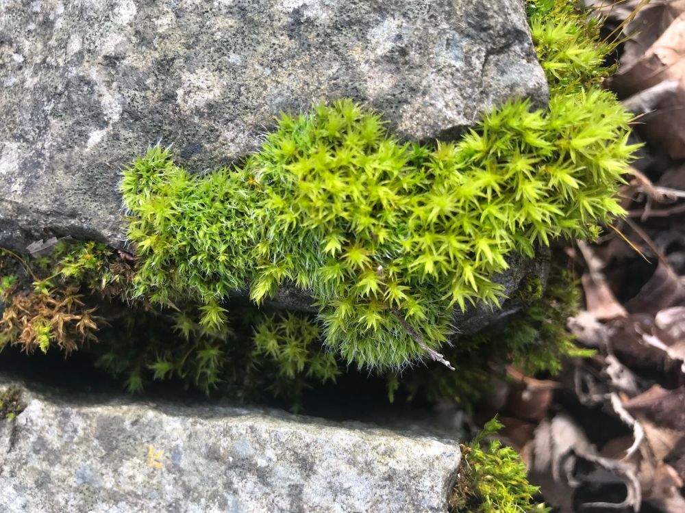A close up of a clump of bright green moss on a grey rock. There is a crevice in the rock and the moss is creeping into it. 