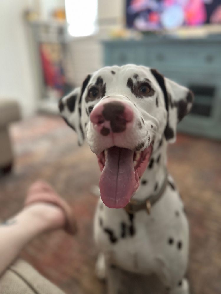 Dalmatian 